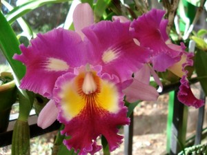 tour_botanical_orchid_garden2